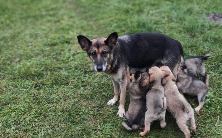 Zbiórka Na ratowanie bezdomnej rodziny. - zdjęcie główne