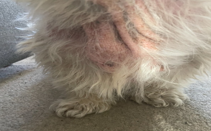 Zbiórka Leczenie psa daizy - zdjęcie główne