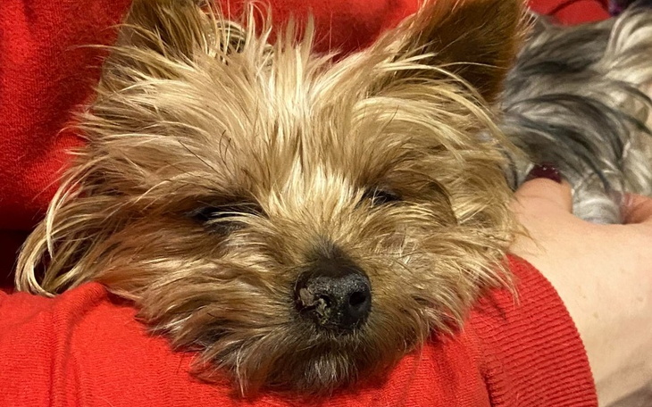 Zbiórka Lili po przejściach - pomocy - zdjęcie główne