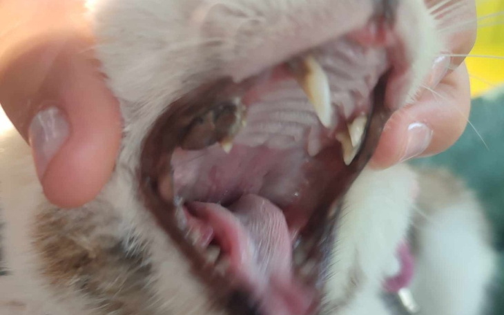 Zbiórka Na zabieg zębów - zdjęcie główne