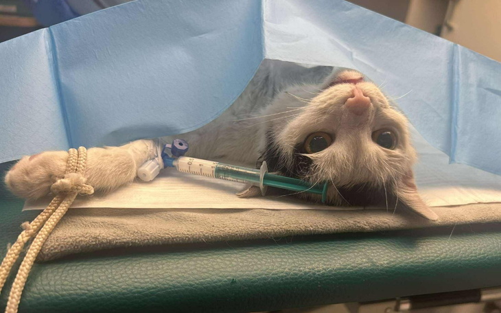 Kot na stole operacyjnym z igłą i kroplówką.