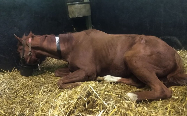 Zbiórka SOS ratujemy życie Romana - zdjęcie główne