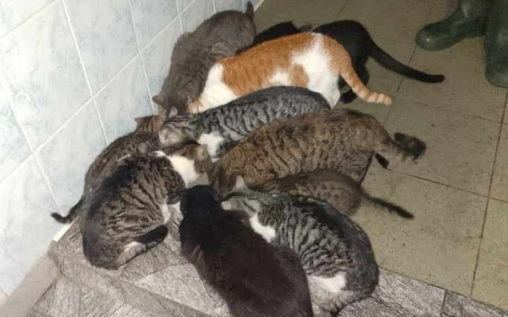 Zbiórka Osamotnienie i 20 kotów - zdjęcie główne