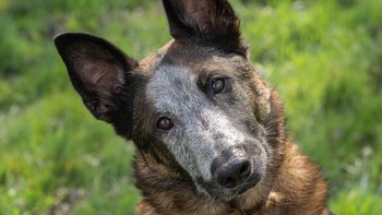 Zbiórka Na diagnostykę Freda - miniaturka zdjęcia