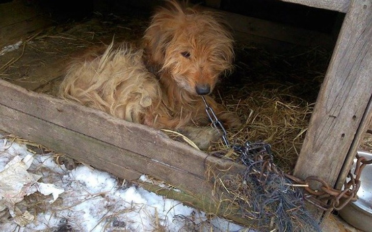 Zbiórka Przerwaliśmy ich cierpienie - zdjęcie główne