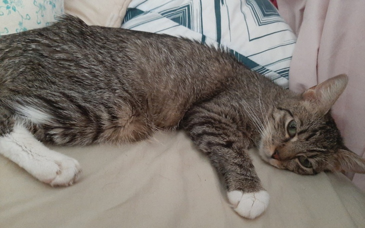 Kot leżący na łóżku, zrelaksowany i spokojny.