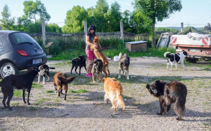 Zbiórka Pomoc dla wiejskich zwierząt! - zdjęcie główne
