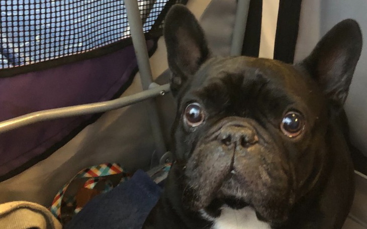 Zbiórka Arnold vs nowotwór mózgu - zdjęcie główne