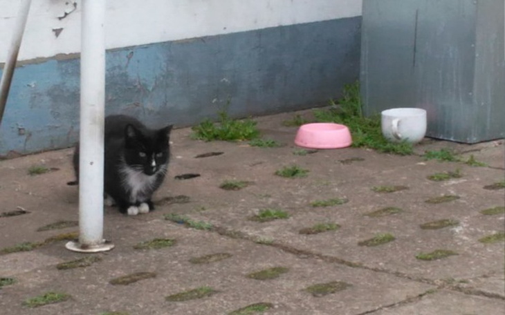 Zbiórka na karmę dla kotów - zdjęcie główne