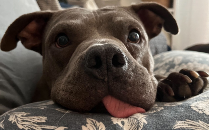 Pies z wystawionym językiem, leżący na poduszce, z przyjaznym spojrzeniem.