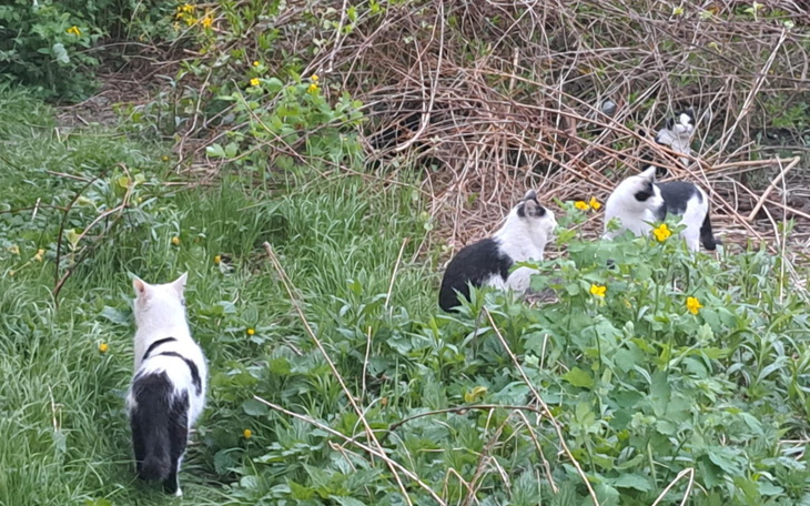 Trzy koty spacerujące w zielonym otoczeniu, wśród kwiatów.