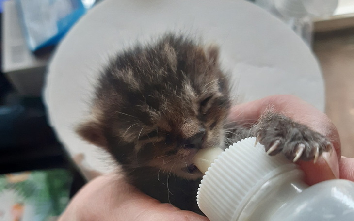 Zbiórka Dla kolejnych zwierząt - zdjęcie główne