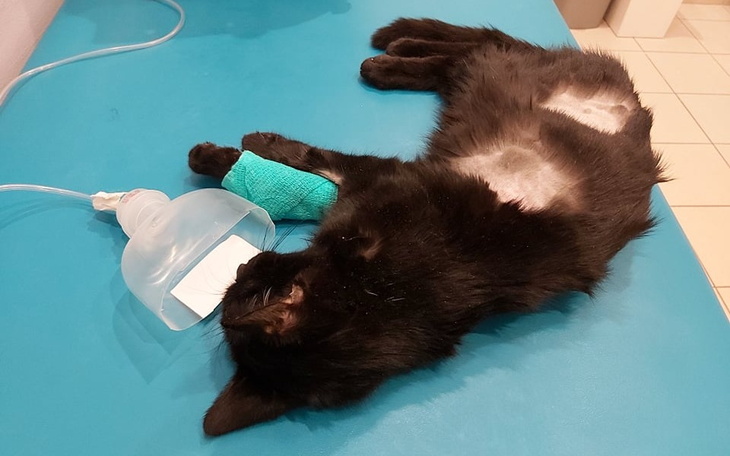 Zbiórka Don Pedro tak bardzo chce żyć - zdjęcie główne