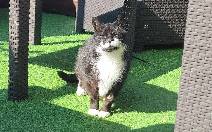 Czarny kot na zielonej trawie, cieszy się słońcem.