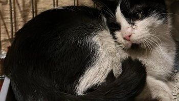 Zbiórka Pepa po wypadku prosi o wsparcie - miniaturka zdjęcia