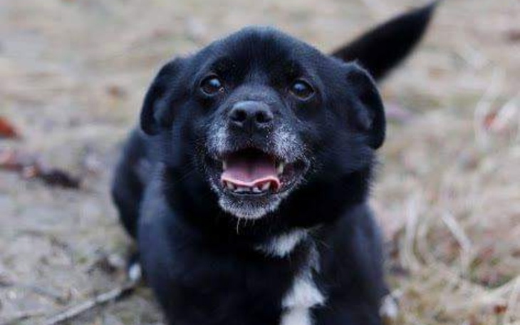 Zbiórka Hopek potrzebuje pomocy - zdjęcie główne