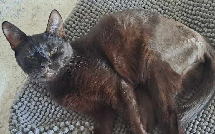 Zbiórka Przywróćmy Carmen sprawność - zdjęcie główne