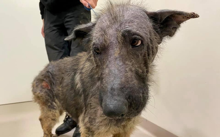 Zbiórka OWCZARKI z Jelcza-Laskowic - zdjęcie główne