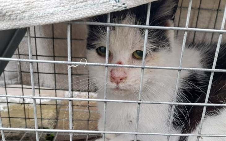 Zbiórka dla_Łatka - zdjęcie główne