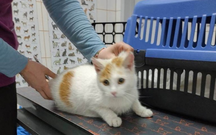 Zbiórka Małe już zakopane. - zdjęcie główne