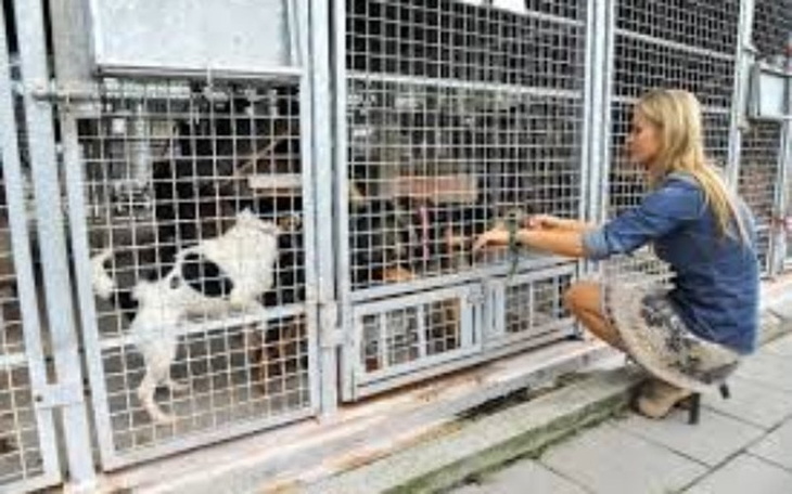 Zbiórka Na SCHRONISKO - zdjęcie główne