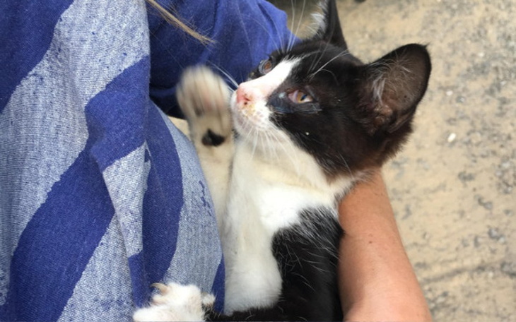 Kot trzymany na rękach, patrzący z ciekawością.