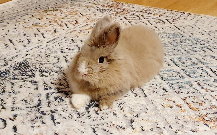 Zbiórka Tuptuś dzielnie walczy o życie - zdjęcie główne