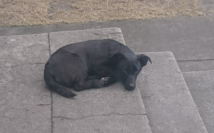 Zbiórka Fijo(mój przyjaciel pies)choroba - zdjęcie główne