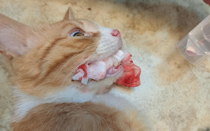 Kot z raną na pyszczku, leżący na podłodze.