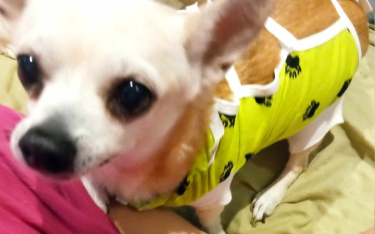 Chihuahua w kolorowej koszulce, wygląda na zadowolonego.