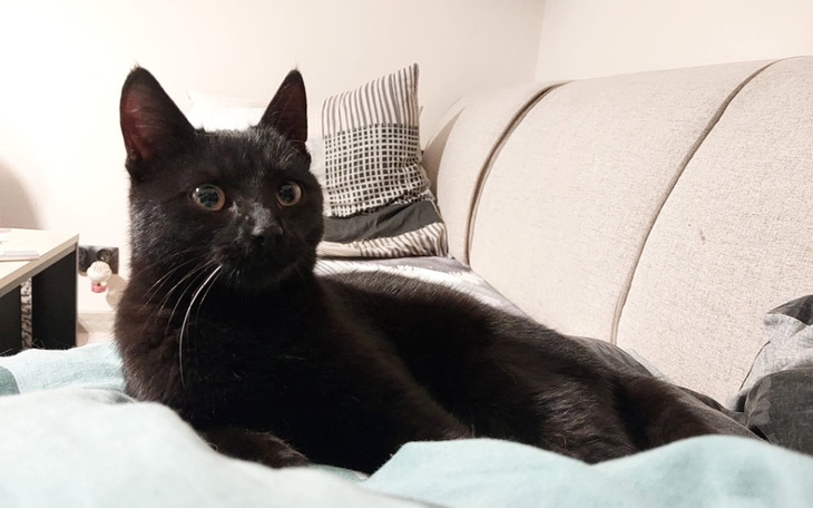 Zbiórka Transport profilaktyka wet. - zdjęcie główne