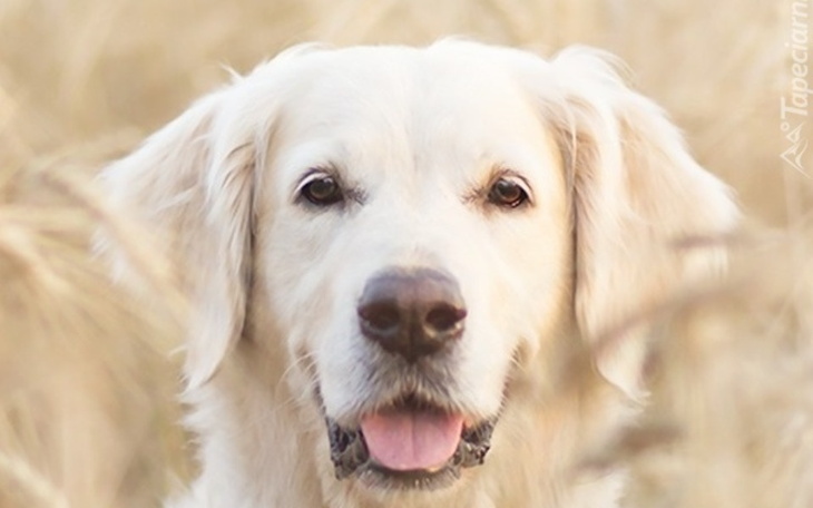 Zbiórka Na życie pomocy - zdjęcie główne