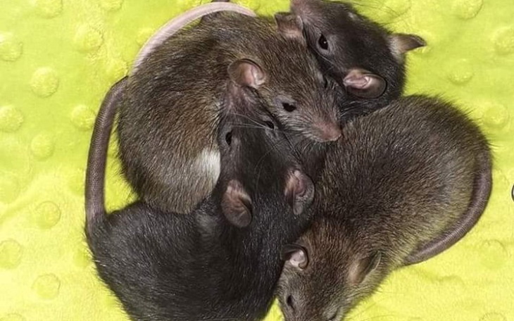 Zbiórka Faktura "Szczurzej Ferajny" - zdjęcie główne