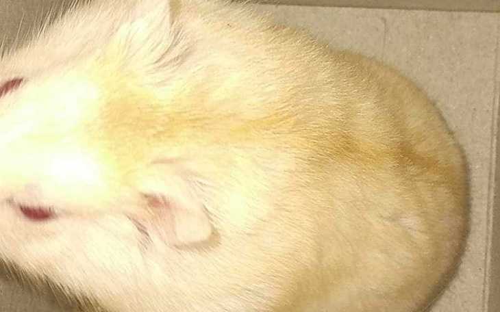 Zbiórka Na leki dla chomika - zdjęcie główne