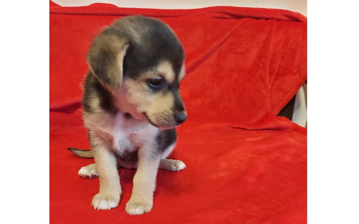 Zbiórka Gratka zbiera na operację - zdjęcie główne