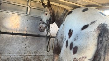 Zbiórka Niewidzialna Tamiza w drodzze - miniaturka zdjęcia