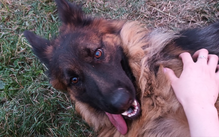 Zbiórka Leczenie pieska moich rodziców. - zdjęcie główne