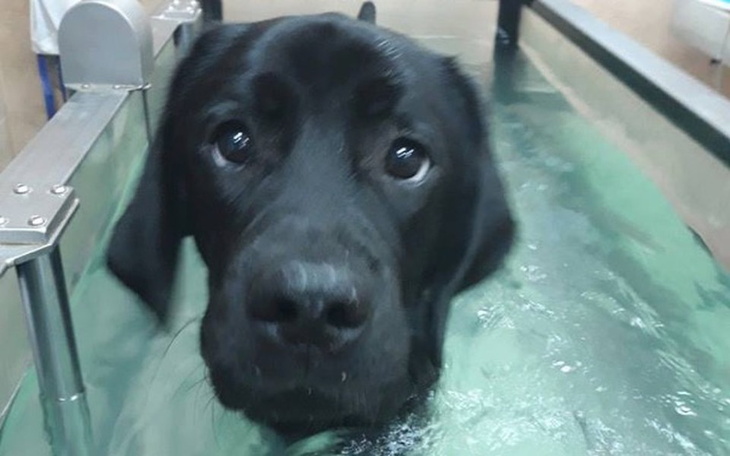 Zbiórka Dla Marleya na rehabilitację. - zdjęcie główne