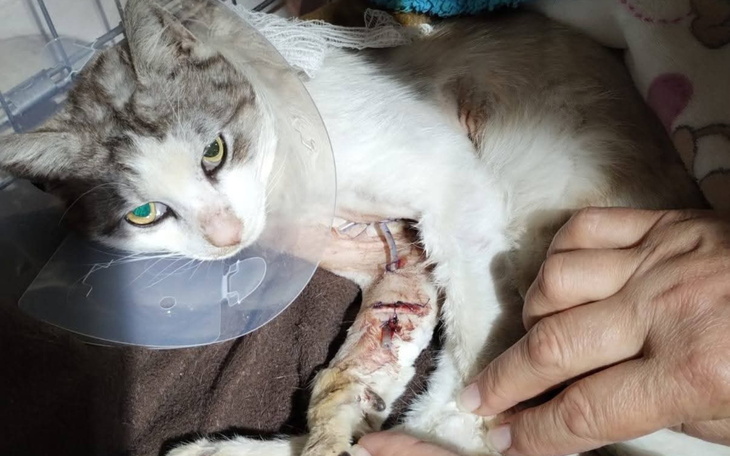 Kot z opatrunkiem na nodze, leżący w rękach opiekuna.