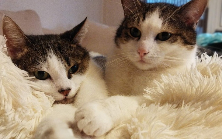 Zbiórka Leczenie kotów Kitka i Sławy - zdjęcie główne