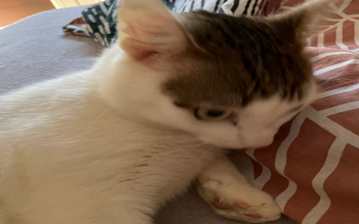 Zbiórka dla bogusi kotusi bedoesiary - zdjęcie główne