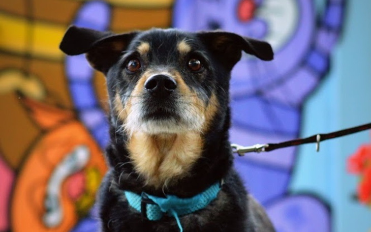 Pies na smyczy, patrzy w obiektyw z ciekawością.