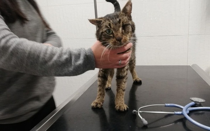 Zbiórka Szafran zbiera na leczenie - zdjęcie główne