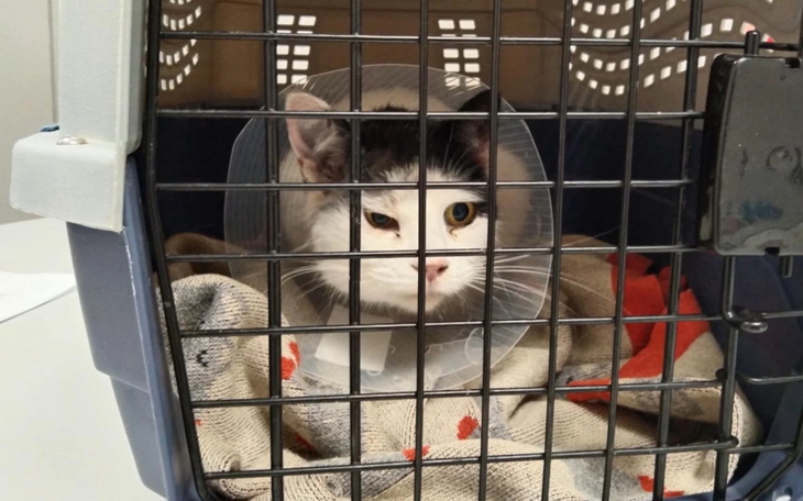 Kot w klatce, noszący kołnierz ochronny.