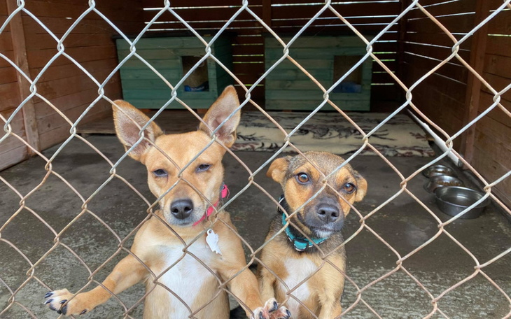 Zbiórka Na wiaty dla piesków - zdjęcie główne