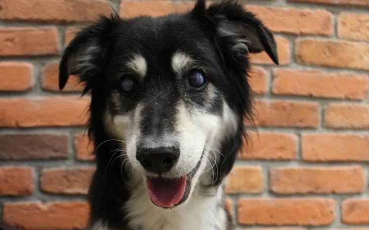 Zbiórka Zabieg Hacziko - zdjęcie główne