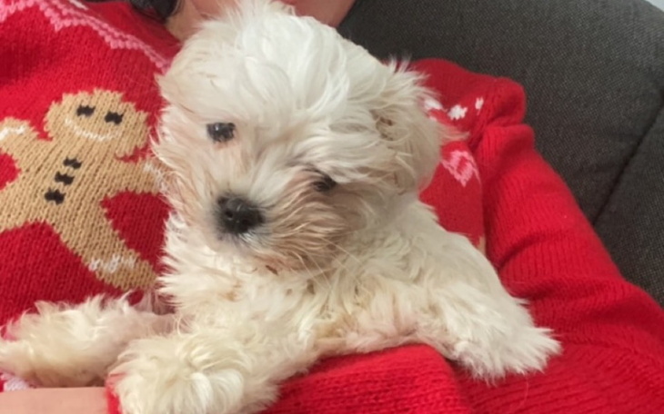 Mały szczeniak na kolanach, z białym futerkiem.