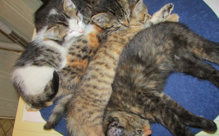 Zbiórka Na pralkę Koty u Beaty - zdjęcie główne