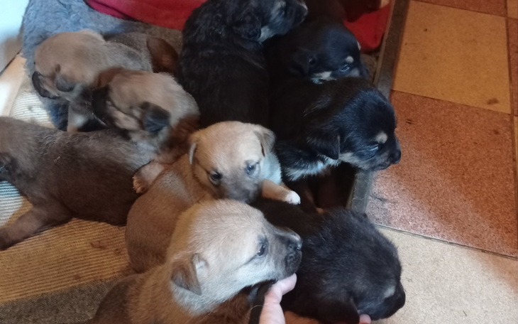 Grupa szczeniaków bawiących się razem w pomieszczeniu.