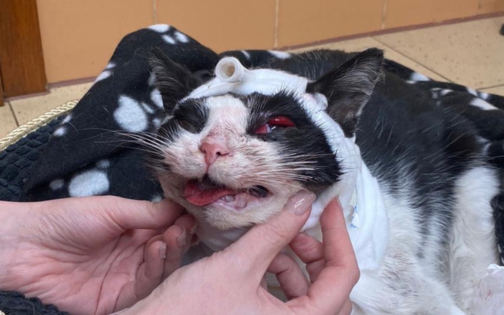 Kot z opatrunkiem, wyglądający na chorego.